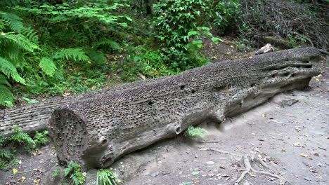 Old-and-new-coins-of-all-sizes-and-nations-hammered-into-a-fallen-wish-tree-in-St-Nectan's-Glen-near-Tintagel-in-northern-Cornwall