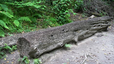 monedas antiguas y nuevas de todos los tamaños y naciones martilladas en un árbol de deseos caído en st nectan&#39;s glen cerca de tintagel en el norte de cornualles