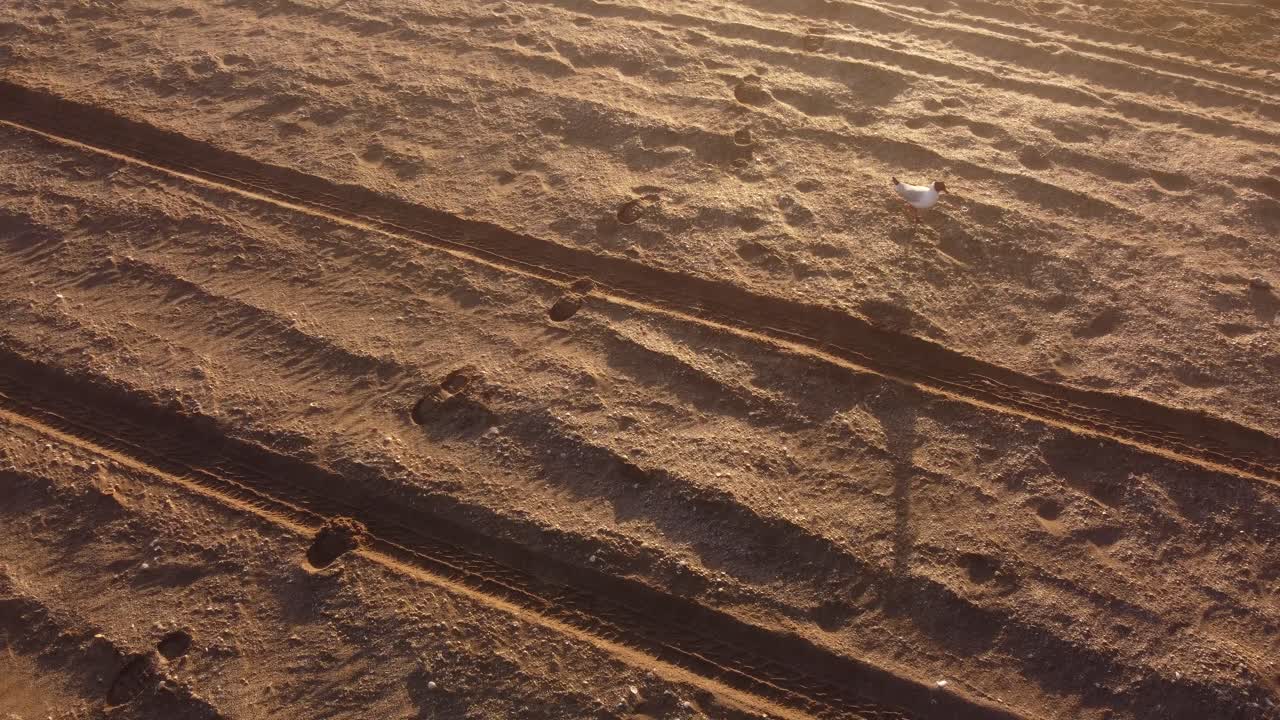 모래 해변을 걷고 아침에 아름다운 일출 동안 음식을 찾는 갈매기 새의 공중 추적 샷, 가까이