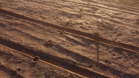aerial tracking shot of seagull bird walking on sandy beach and looking for food during beautiful sunrise light in the morning,close up