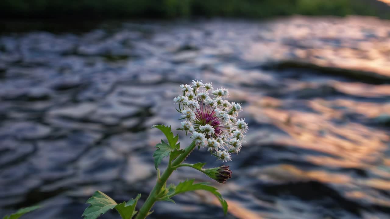 Wildflower with delicate white petals and a touch of pink in the center, standing gracefully against the backdrop of a flowing river at sunset, creating a serene and picturesque scene