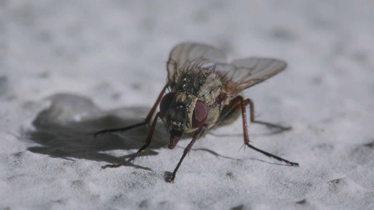 primer plano de la mosca calliphora vicina en la pared