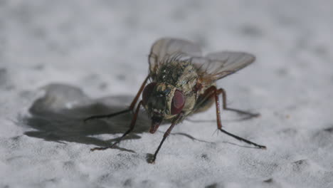 Primer-Plano-Calliphora-Vicina-Volar-En-La-Pared