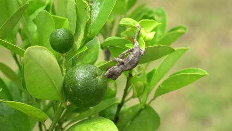 windy day baby jackson chameleon licking a lime