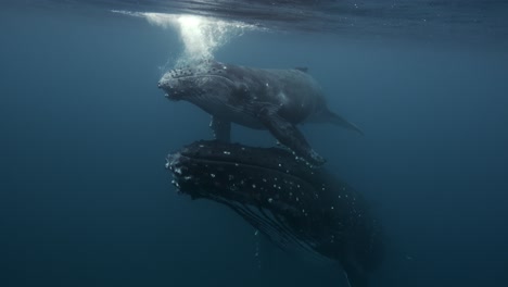 close shot of humpback whales, mother and calve in clear water swimming at the surface around the islands of tahiti, french polynesia