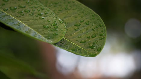 Regentropfen-Auf-Grünen-Blättern-Einer-Pflanze-Auf-Den-Fidschi-Inseln-Mit-Bokeh-Hintergrund---Nahaufnahme