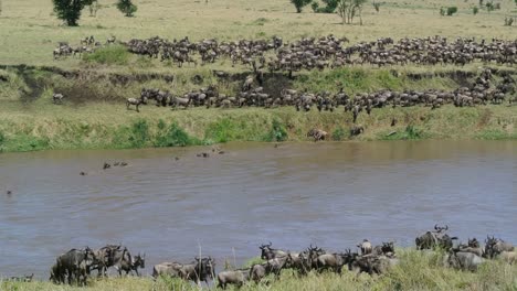 wildebeests jumping into the water to swim across the mara river during their annual great migration. serengeti national park in tanzania.