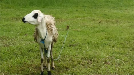 white-sheep-grazing-In-A-Field