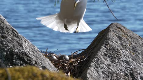 seagull bird flies and lands on rock with nest of eggs, beautiful close up slow motion