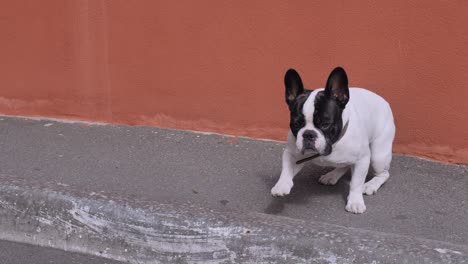 cute dog posing outdoors.