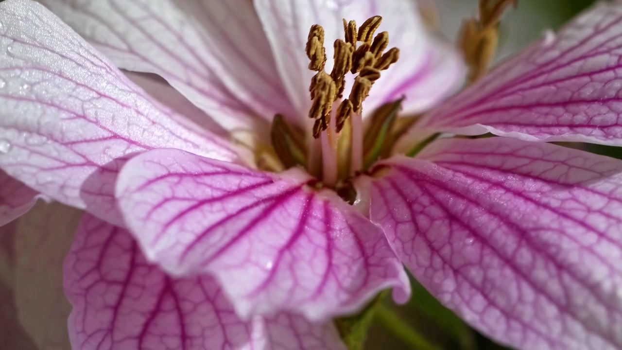 Primo piano macro di petali di fiori rosa e bianchi con gocce di rugiada