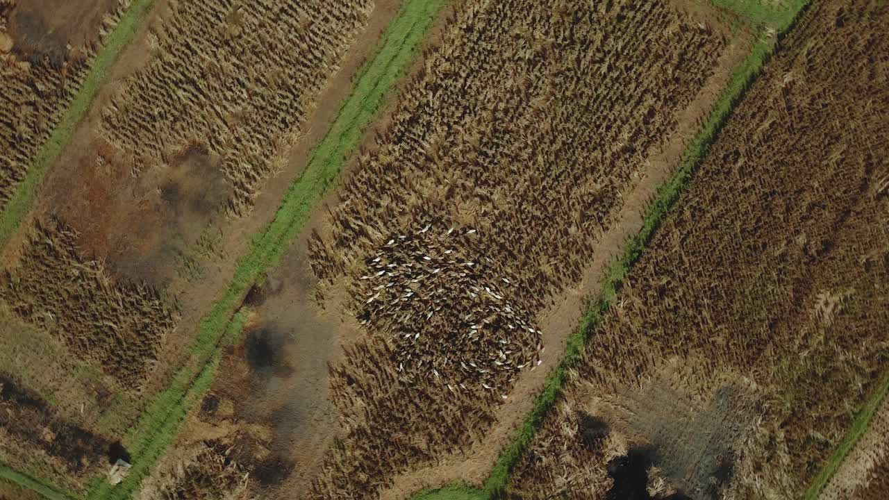 video de 4k de patos drones corriendo unos alrededor de otros en un campo de arroz