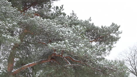Snow covered pine tree branches