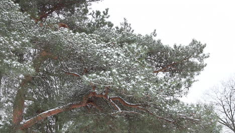 雪覆蓋的松樹枝