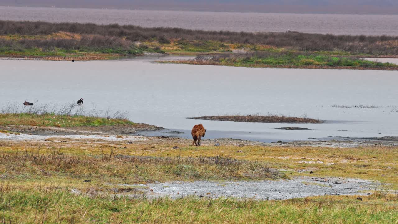 Una iena solitaria appare smarrita e in difficoltà mentre corre senza meta attraverso le vaste pianure della savana del Cratere di Ngorongoro, Tanzania, catturando il drammatico comportamento della fauna selvatica nel suo habitat naturale africano