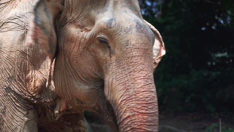 asian elephant swinging its head next to jungle palm tree, thailand