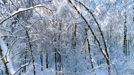 Verschneite-Äste-Im-Wald.-Wintermärchen-Hintergrund