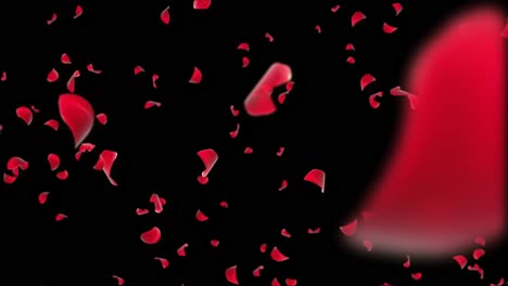 falling rose petals