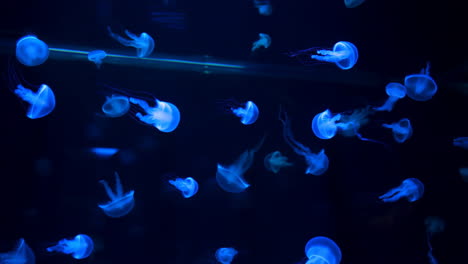 luminous blue jellyfish swarm in dark water