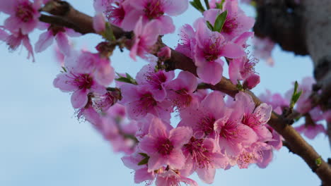 sunny spring day with sakura blossoms blowing in wind
