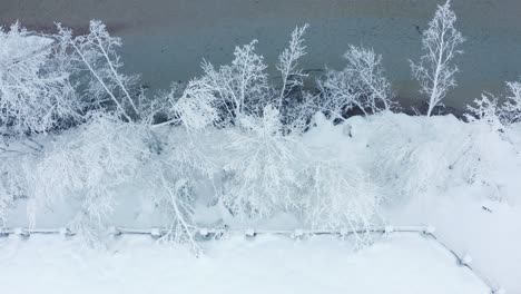 trees covered with the filigree of the hoarfrost stand on the riverbank