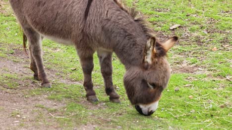 un burro joven comiendo hierba