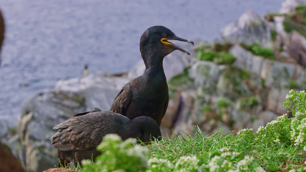 Medium shot of two European shag (Gulosus aristotelis) vocalizing on Hornøya Island, northern Norway. The dark seabird calls out near the rocky coast, with the blue Arctic sea shimmering in background