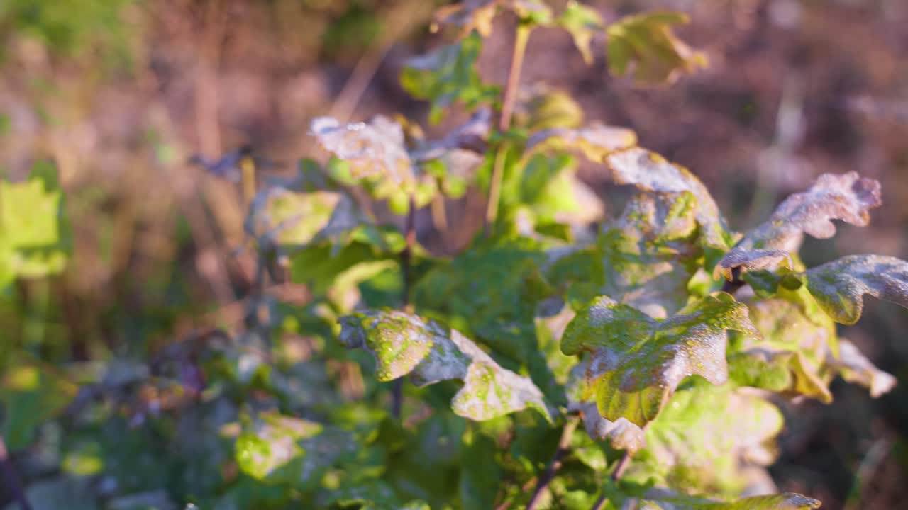 hojas de roble congeladas con cristales de hielo que reflejan colores cálidos de los rayos del sol