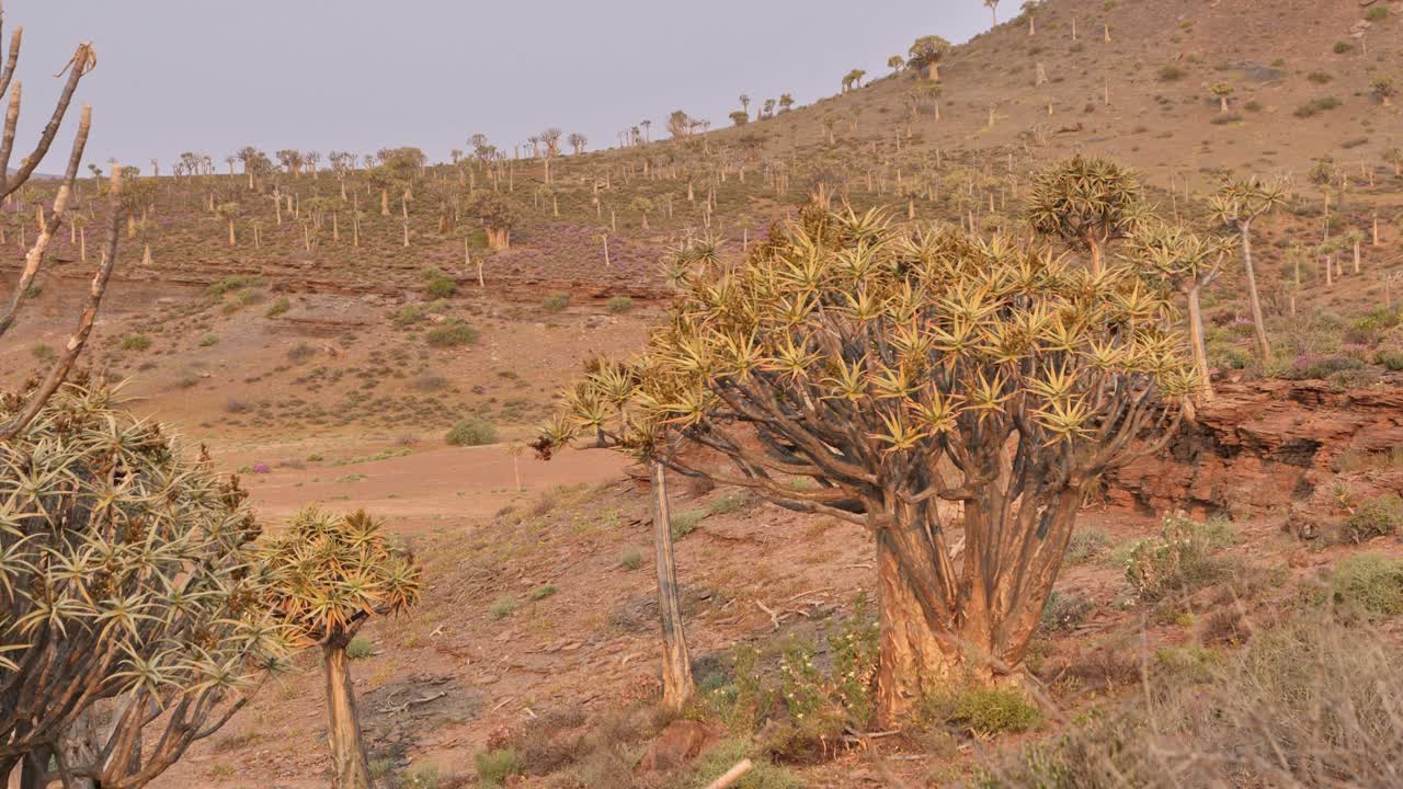 Quiver Trees and Aloe in Arid Landscape