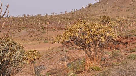 quiver trees and aloe in arid landscape