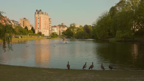 Ixelles-Pond-during-summertime-in-Belgium,-beautiful-sunset-with-ducks-in-front-of-the-water