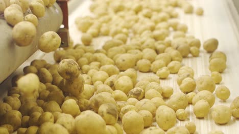 potatoes roll on conveyor belt in slow motion.