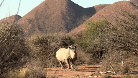 Ein-Riesiger-Breitmaulnashornbulle-Mit-Großen-Hörnern-Zwischen-Den-Büschen-Der-Trockenen-Kalahari