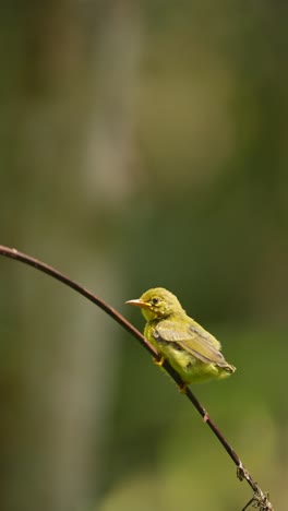 afte-leaving-the-nest,-the-baby-Brown-throated-sunbird-perches-on-a-branch-before-learning-to-fly