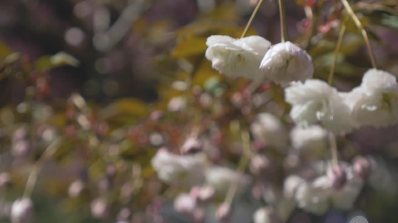 flor de cerezo blanca colgando de un árbol que sopla en el viento durante un hermoso día azul brillante en vancouver bc medio apretado mirando hacia arriba enfoque de bastidor de ángulo fijo de adelante hacia atrás