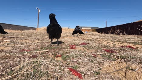 an unkindness of ravens eating rotten meat left behind in a field