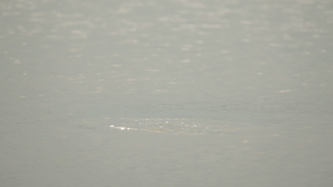 Hippopotamus in the middle of an African river in day light Starring at camera. The hippo disappear in water.