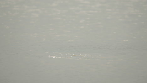 hippopotamus in the middle of an african river in day light starring at camera. the hippo disappear in water.