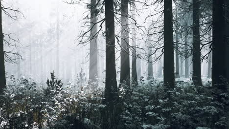 winter forest: sunbeams through the fog