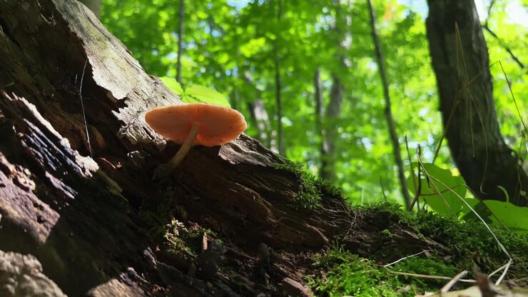 Fruiting body of Fawn Mushroom growing from rotting log highlighted by sunlight