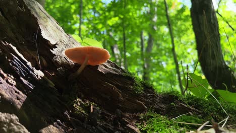 Fruiting-body-of-Fawn-Mushroom-growing-from-rotting-log-highlighted-by-sunlight