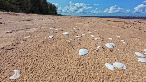 sandy beach with seashells scattered across shoreline in low angle view