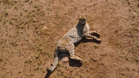 guepardo mirando a la cámara mientras descansa durante un día soleado