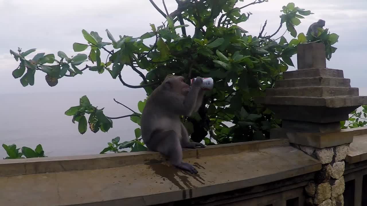 Monkeys drinking from a can