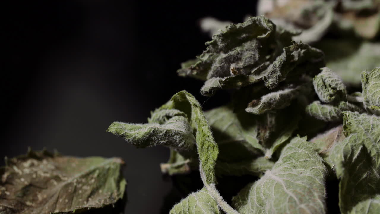 hojas de menta seca girando sobre fondo negro 4