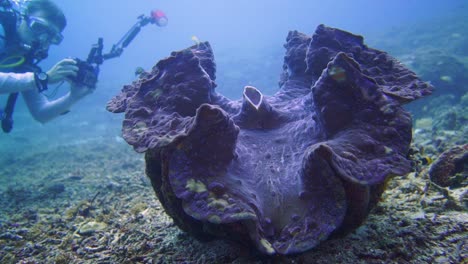 a photographer swims pass a huge giant clam to take a photo