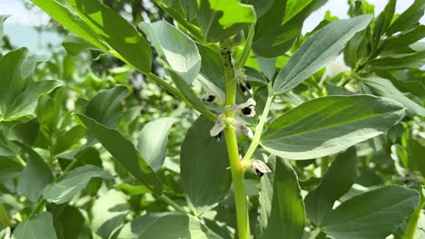 vicia faba frijol fava planta de frijol que crece en la temporada de primavera en la granja hacer estofado fresco turco comida italiana orgánico queso pecorino brotes que florecen en el bosque de hyrcanian en irán paisaje natural