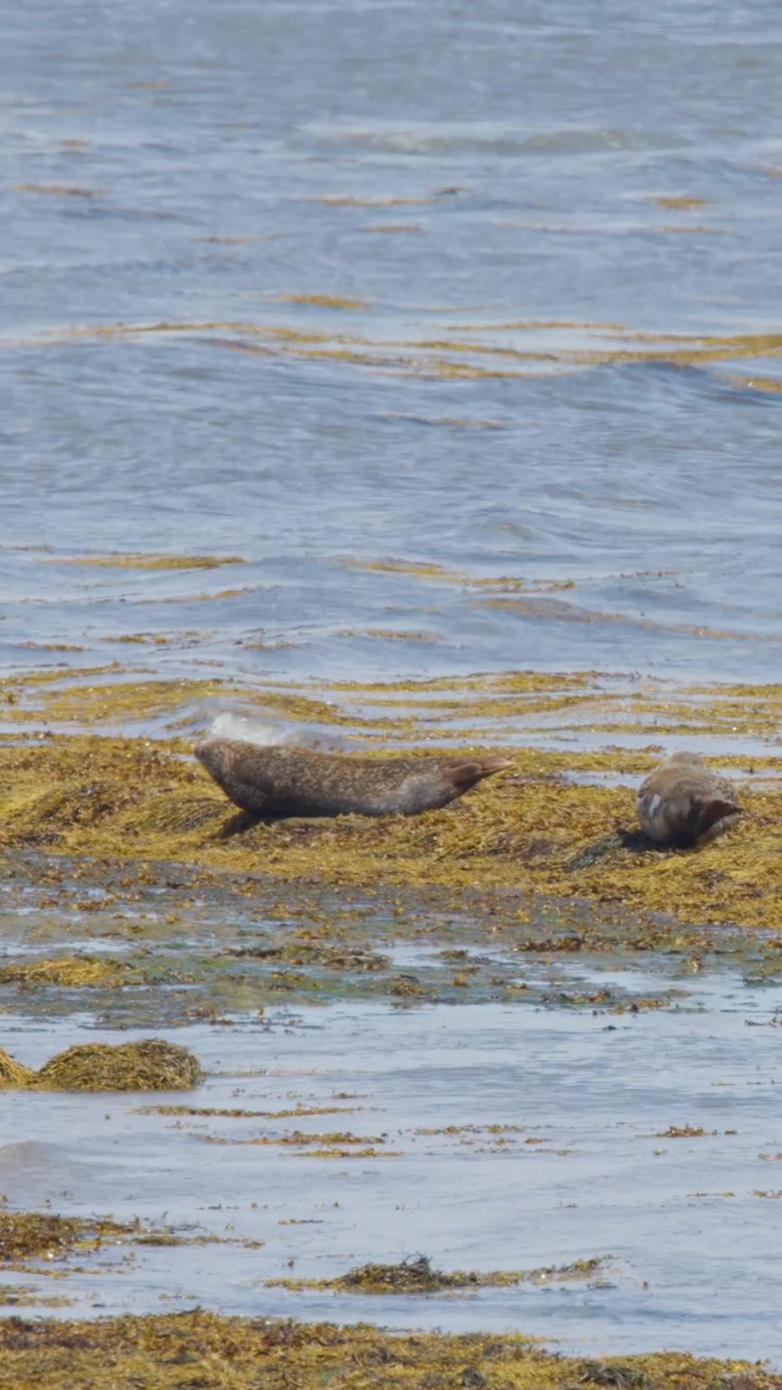 Two harbor seals lie on a kelp-covered coastal area, occasionally shifting positions under natural daylight. The camera remains steady with a wide, observational perspective