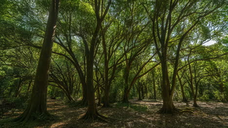 sunlit forest grove