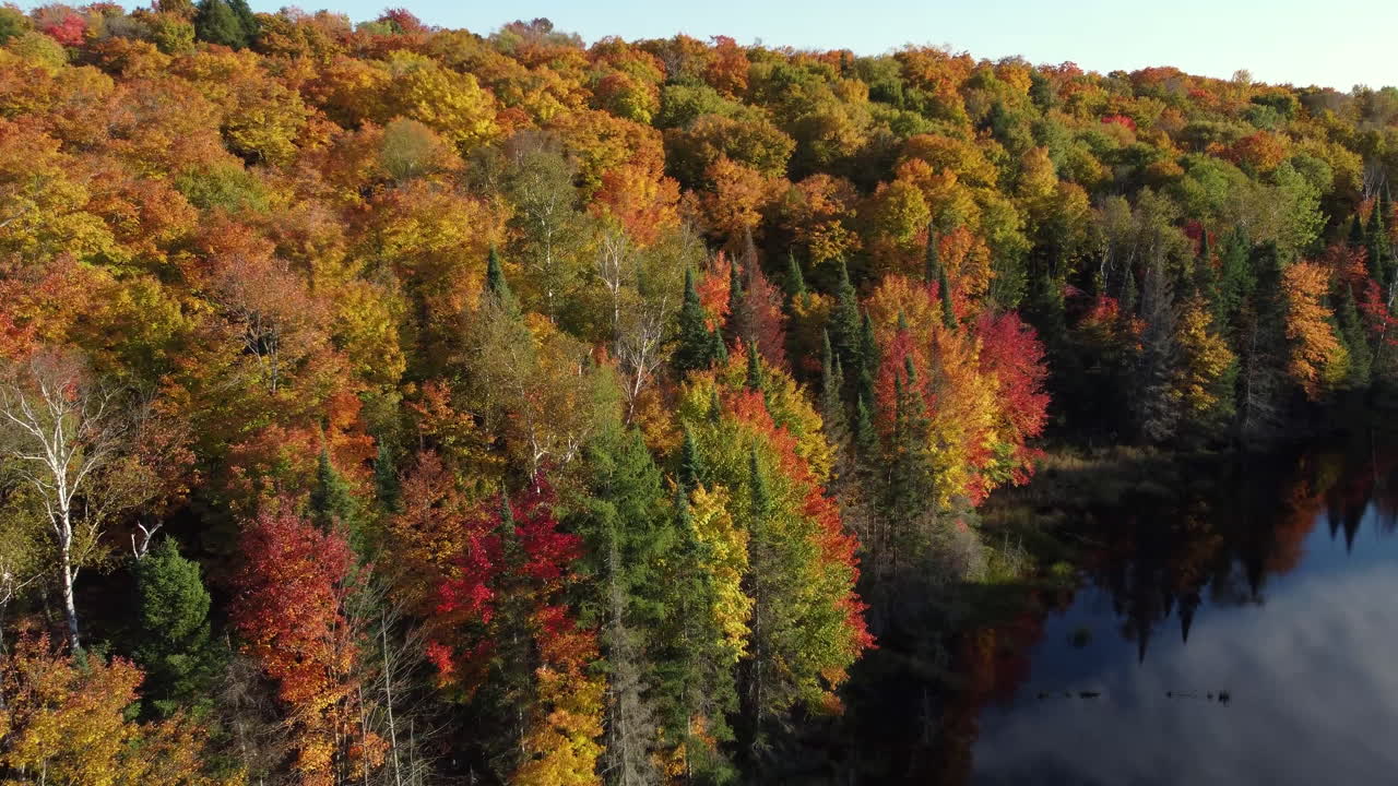hermoso bosque de otoño con follaje de colores variados